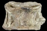 Cretaceous Fossil Fish (Xiphactinus) Vertebra - Kansas #113022-1